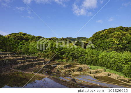 伊豆半島石部的梯田（春季） 101826615