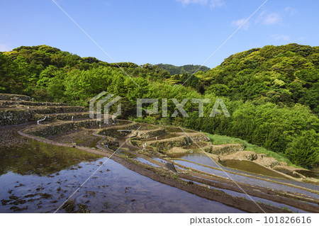 伊豆半島石部的梯田（春季） 101826616