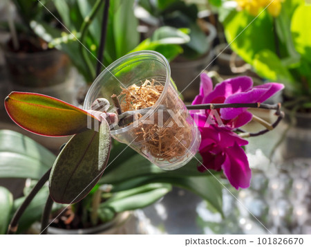 Baby orchid seedling in a transparent container with moss. Orchid breeding. Indoor floriculture. Baby orchid seedling in a transparent container with moss. Orchid breeding. Indoor floriculture. 101826670