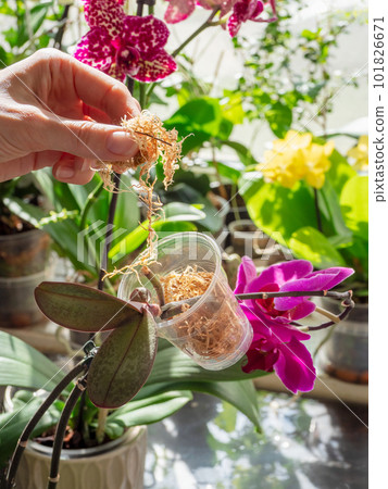 Vertical view of laying moss in a pot. Baby orchid seedling in a transparent container with moss. Orchid breeding. Indoor floriculture. Copy space. 101826671