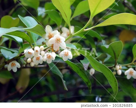 Ternstroemia 花 Ternstroemia 花 101826885