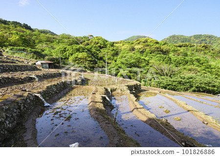伊豆半島石部的梯田（春季） 101826886