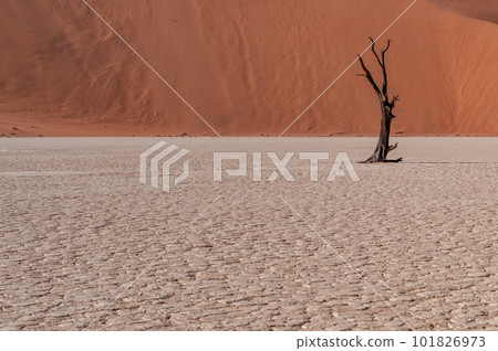 Barren landscape near Deadvlei and sossusvlei Barren landscape near Deadvlei and sossusvlei 101826973