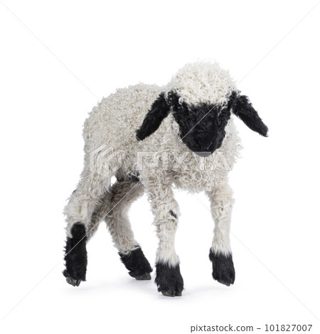 Walliser Schwartznase lamb on white background 101827007