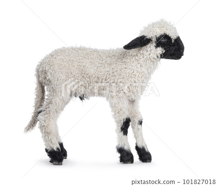 Walliser Schwartznase lamb on white background 101827018