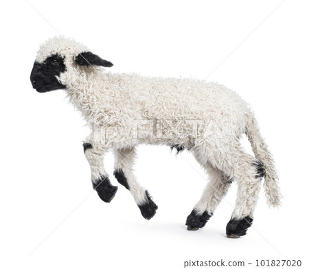 Walliser Schwartznase lamb on white background Walliser Schwartznase lamb on white background 101827020