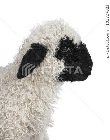 Walliser Schwartznase lamb on white background 101827023