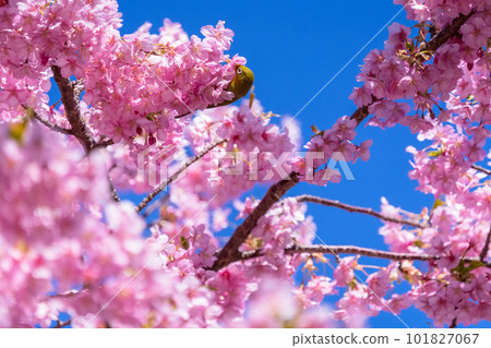 Kawazu cherry tree in full bloom and mezzo 101827067
