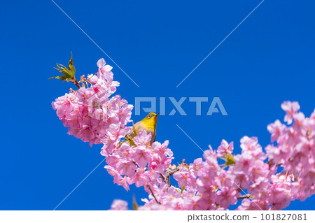 Kawazu cherry tree in full bloom and mezzo 101827081