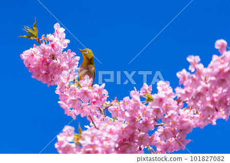 Kawazu cherry tree in full bloom and mezzo 101827082