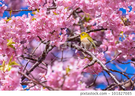 Kawazu櫻花盛開和mezzo Kawazu櫻花盛開和mezzo 101827085