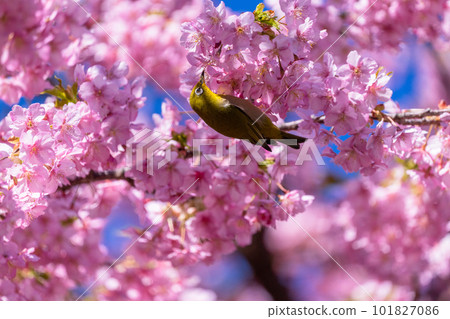 Kawazu櫻花盛開和mezzo Kawazu櫻花盛開和mezzo 101827086