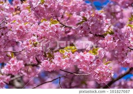 Kawazu櫻花盛開和mezzo 101827087