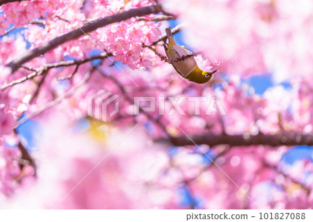 Kawazu cherry tree in full bloom and mezzo 101827088