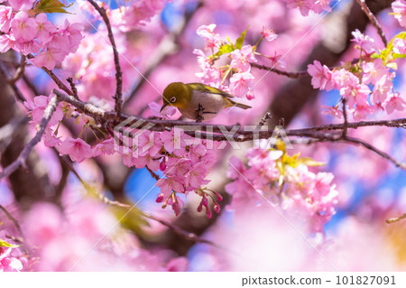 Kawazu櫻花盛開和mezzo 101827091