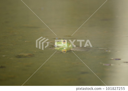 A bullfrog living in a park pond is wary of its surroundings A bullfrog living in a park pond is wary of its surroundings 101827255
