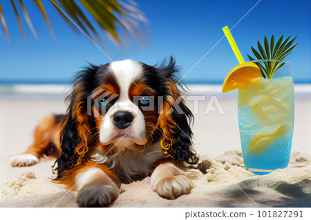 Laughing Cavalier Memes Funny Cavalier King Charles Dog Tongue Out