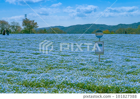 Nemophila field at Sera Kogen Farm, Kamu no Sato 101827388