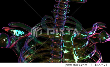 Human Skeleton Anatomy For medical concept 3D rendering 101827571