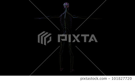 3D Illustration Human Brain Anatomy For Medical Concept 3D Illustration Human Brain Anatomy For Medical Concept 101827720