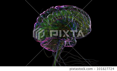3D Illustration Human Brain Anatomy For Medical Concept 3D Illustration Human Brain Anatomy For Medical Concept 101827724