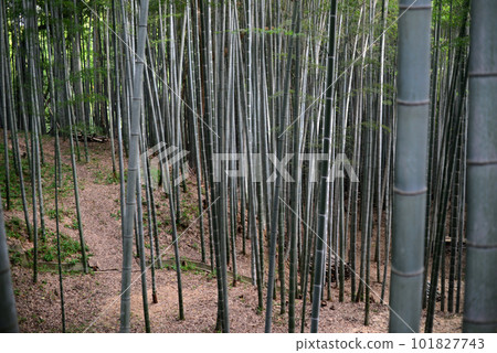 Kyoto Yawata Otokoyama bamboo grove-2 101827743
