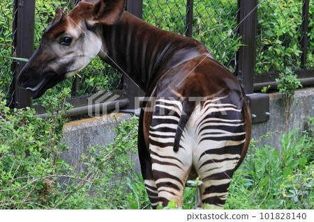 Okapi 101828140