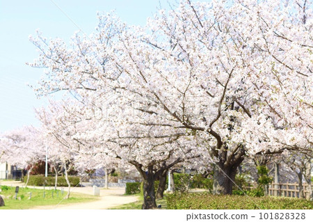 Cherry blossom trees blooming in the park Cherry blossom trees blooming in the park 101828328