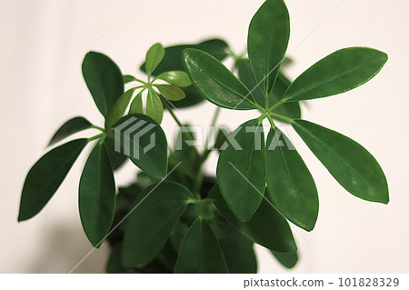 Houseplant Schefflera (Hong Kong Kapok) Houseplant Schefflera (Hong Kong Kapok) 101828329