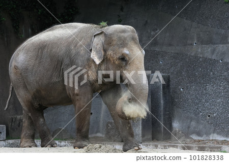 Indian elephant 101828338