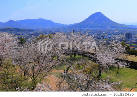[Kagawa Prefecture] Cherry blossoms blooming in Ninomaru and Mount Iino (Sanuki Fuji) seen from Marugame Castle Honmaru 101828450