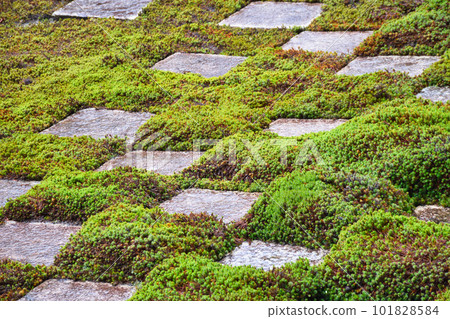 京都雨東福寺北園 101828584