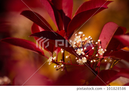 紅葉白花 紅葉白花 101828586