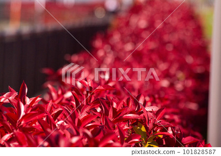 紅葉 紅葉 101828587