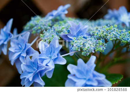 花繡球花 花繡球花 101828588