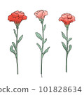 Carnation illustrations 101828634