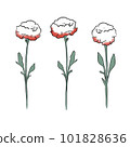 Carnation illustration (white) 101828636