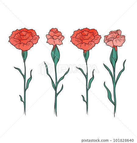 Carnation illustrations Carnation illustrations 101828640