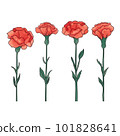 Carnation illustrations 101828641