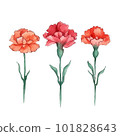 Carnation illustrations 101828643