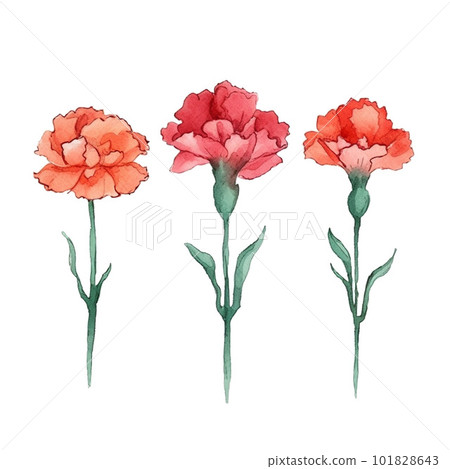 Carnation illustrations Carnation illustrations 101828643