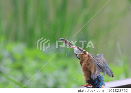 kingfisher drill kingfisher drill 101828762