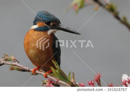 翠鳥起來 101828767