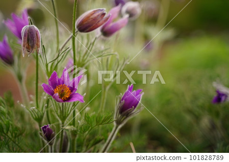 白頭翁，白頭翁，花，紫色， 101828789