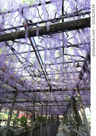 Fuji flowers in full bloom (Tennogawa Park) Fuji flowers in full bloom (Tennogawa Park) 101828939