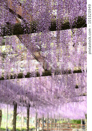 Fuji flowers in full bloom (Tennogawa Park) 101828949