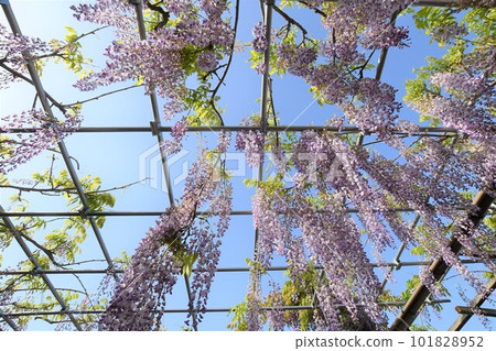 Fuji flowers in full bloom (Tennogawa Park) 101828952