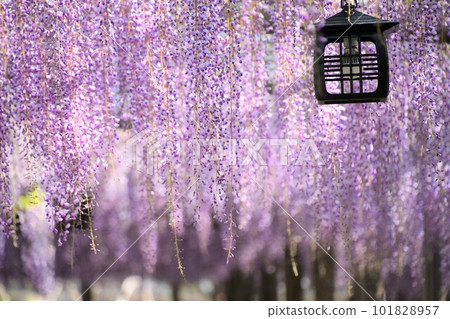 Fuji flowers in full bloom (Tennogawa Park) 101828957