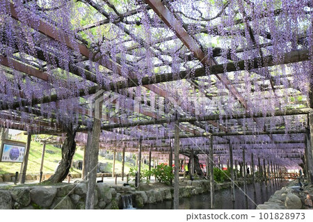 Fuji flowers in full bloom (Tennogawa Park) Fuji flowers in full bloom (Tennogawa Park) 101828973