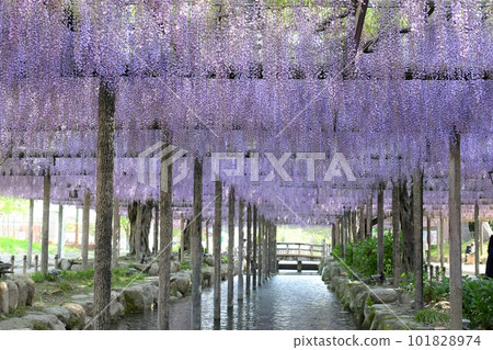 Fuji flowers in full bloom (Tennogawa Park) Fuji flowers in full bloom (Tennogawa Park) 101828974
